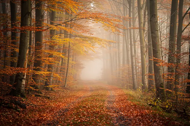Hard case 1: a foggy autumn forest path